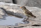 Small Ground-Finch